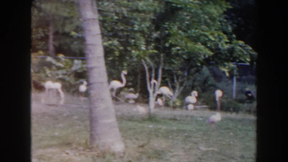 1960 Miami 8mm frame showing flamingos foraging in a grassy enclosure with a large palm trunk, dense greenery, and fence line.