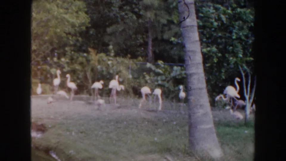 1960 Miami 8mm frame with a larger group of flamingos across a grassy zoo enclosure, framed by palms, shrubs, and chain-link fence.