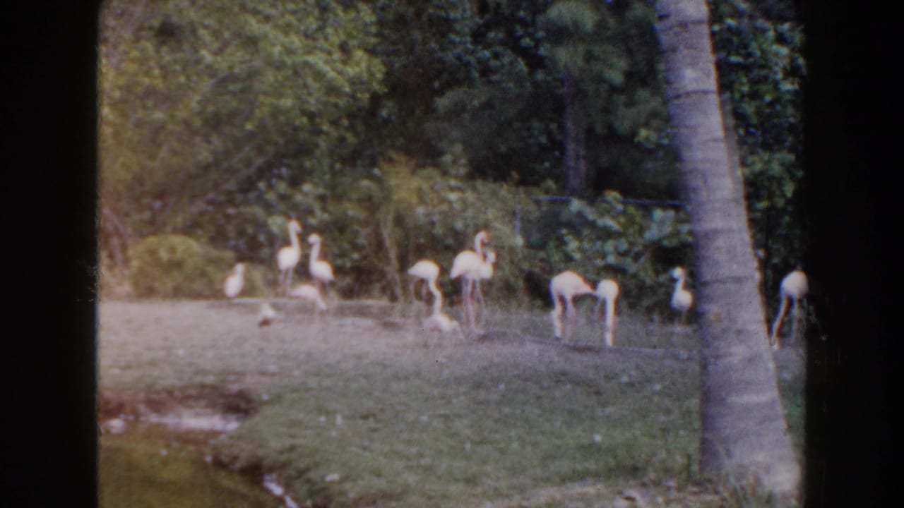 1960 Miami home-movie frame showing pale flamingos gathered along a grassy bank beside a tropical pond.