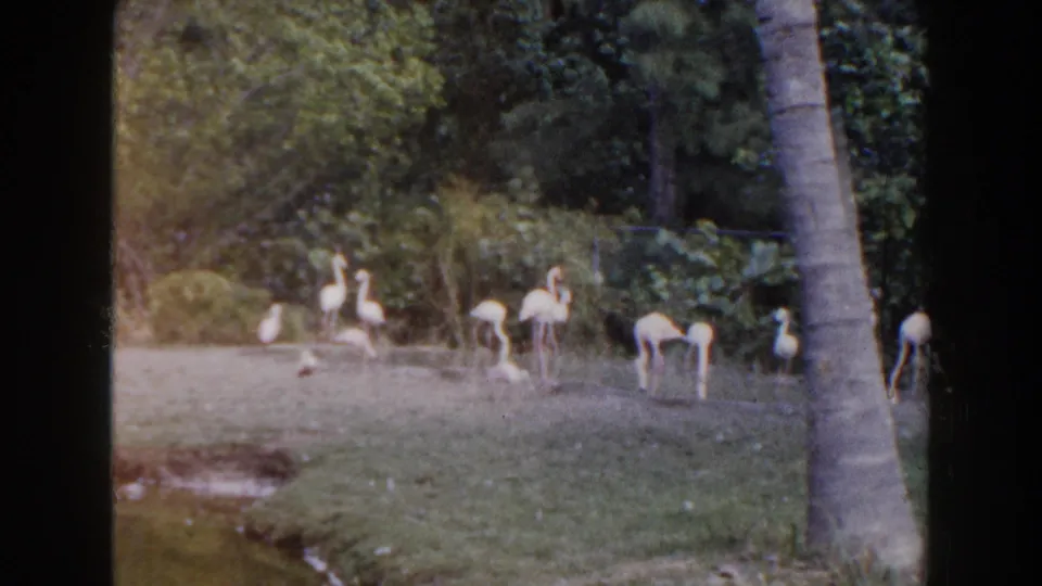 1960 Miami home-movie frame showing pale flamingos gathered along a grassy bank beside a tropical pond.