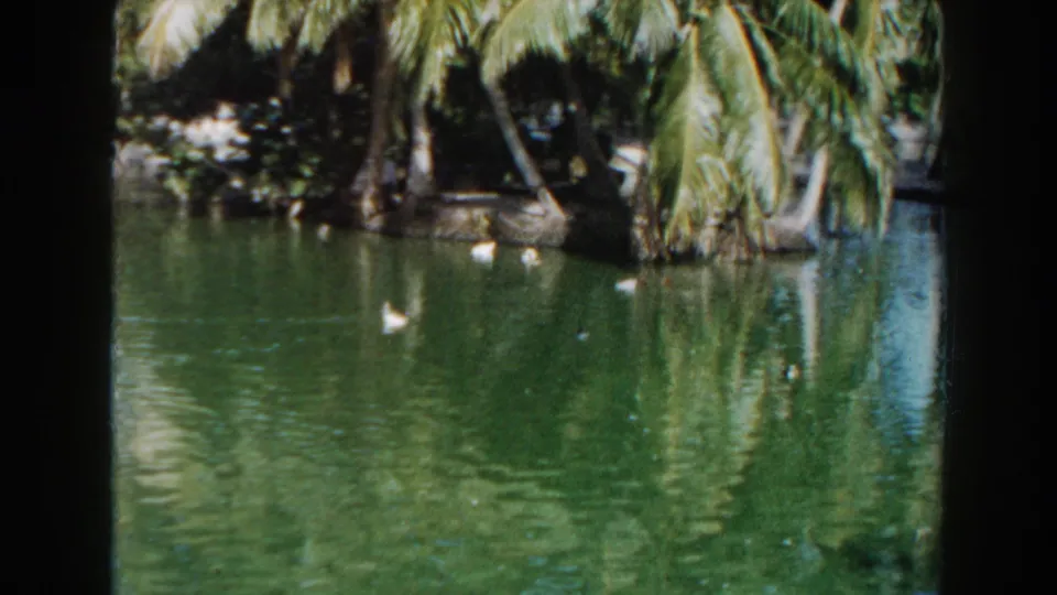 1960 Miami 8mm frame with white ducks on green water and palm fronds reflected near the shoreline.