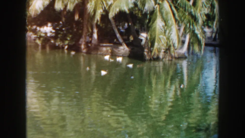 1960 Miami home-movie frame showing ducks on a tropical pond framed by palms and reflected foliage.