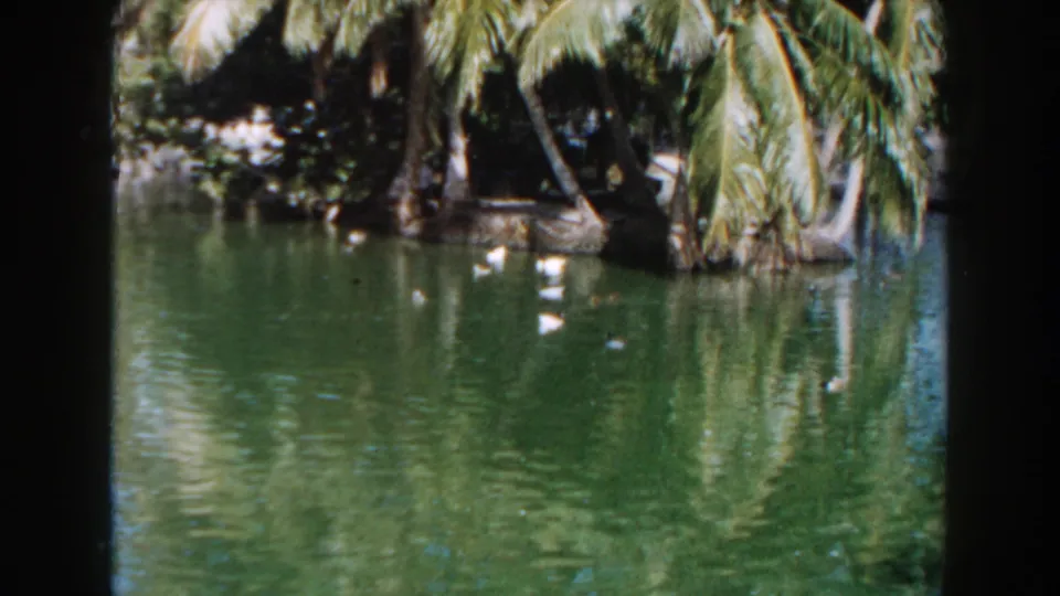 1960 Miami 8mm frame with white ducks spread across a calm pond under palms and reflected greenery.