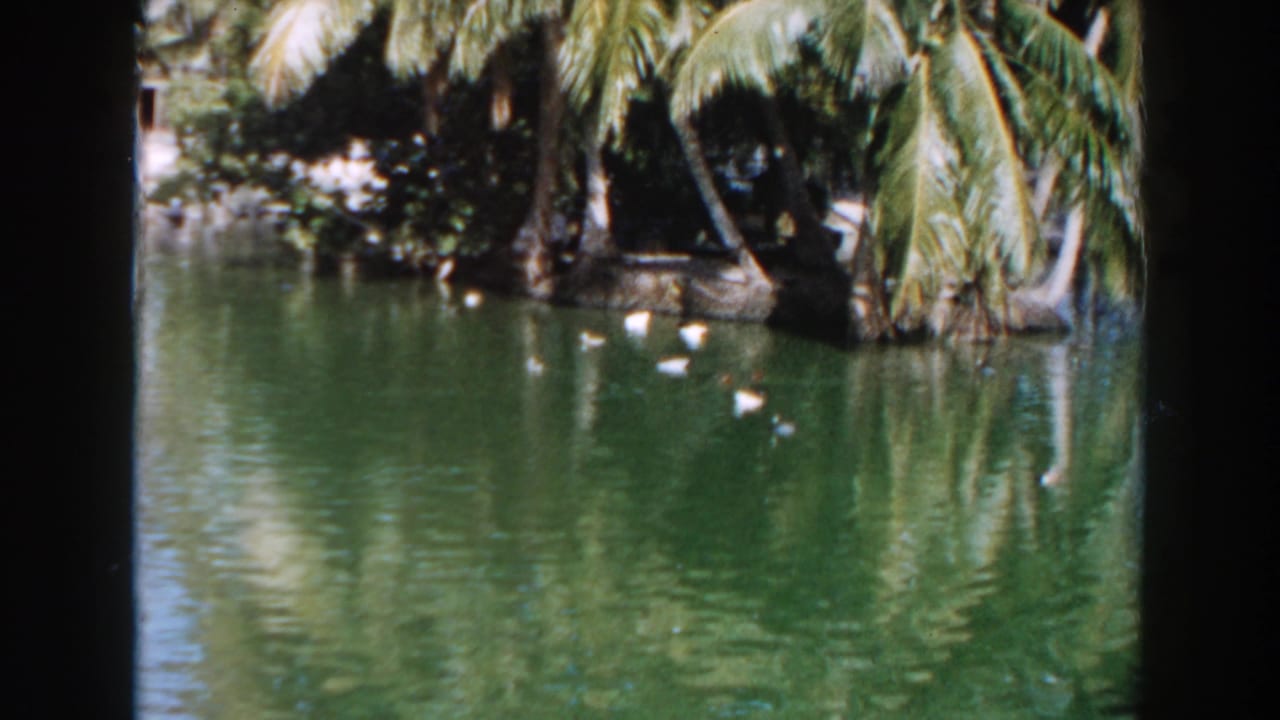 Pond with palm trees and small birds near the water edge.