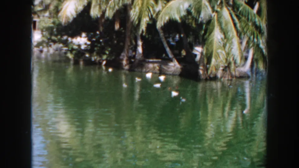 1960 Miami 8mm frame showing green pond water, palm fronds, and small birds near the shaded shoreline.