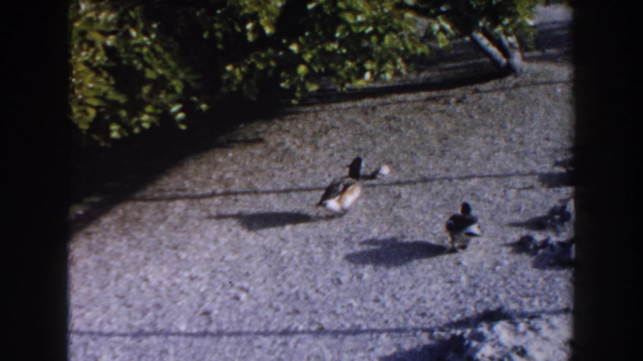 Two ducks walking on a sunlit path beside foliage.