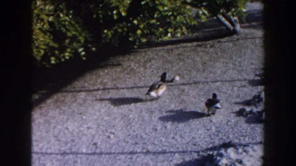 1960 Miami 8mm frame of two ducks on a bright path near leafy shrubs, with long shadows across the ground.