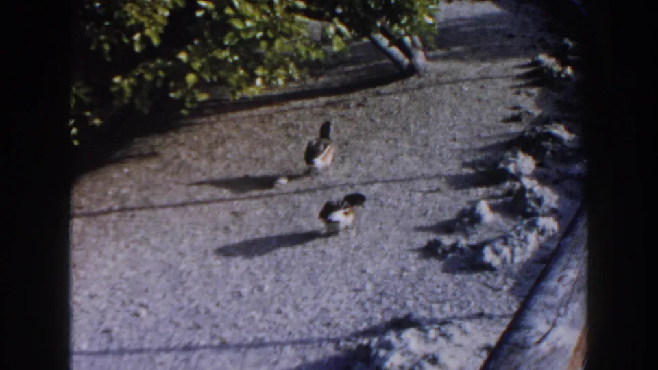 1960 Miami 8mm frame showing two ducks walking along a pale path with shadows, foliage, and rocks along the edge.