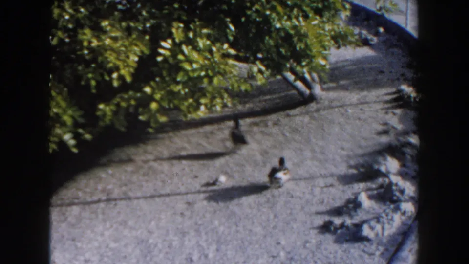 1960 Miami 8mm frame of ducks on a bright walkway below overhanging leaves, with rocks and strong afternoon shadows.