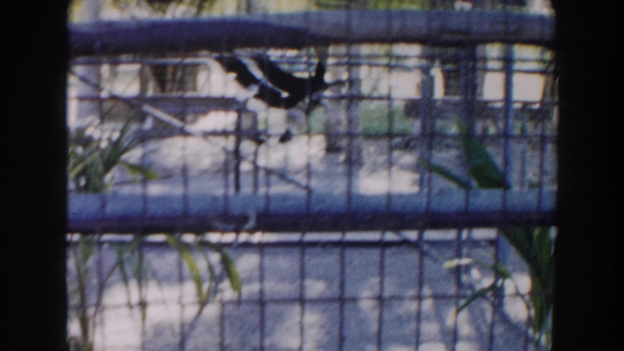 1960 Miami home-movie frame looking through dark foreground edges at a wire bird cage with a bird near the upper bars and trees behind.
