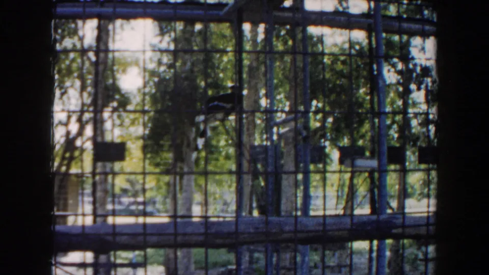 1960 Miami zoo footage shows a black-and-white bird perched in a wire enclosure, with branches and sunlit greenery beyond the bars.