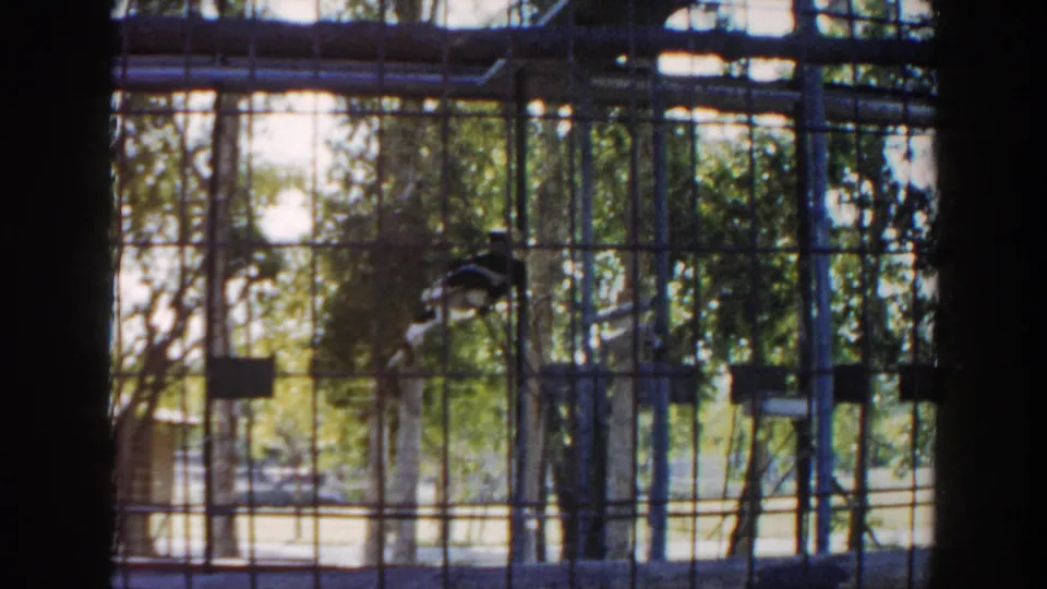 Visitor-shot 1960 Miami frame of a caged black-and-white bird seen through vertical and horizontal bars with leafy grounds beyond.