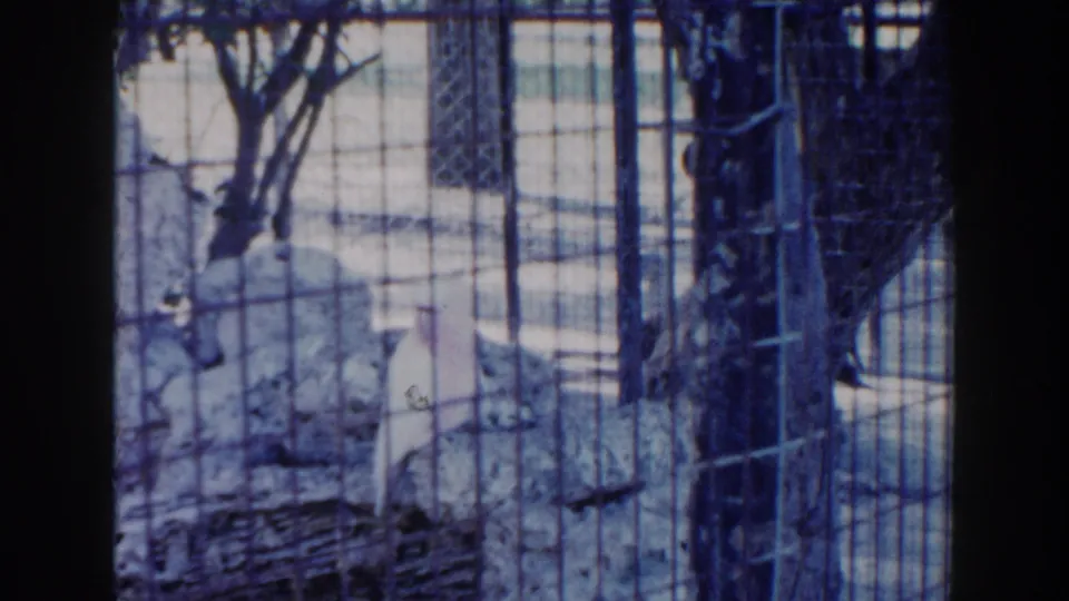 1960 Miami zoo frame shows a white bird inside a wire enclosure, surrounded by branches, mesh, and shaded cage structure.