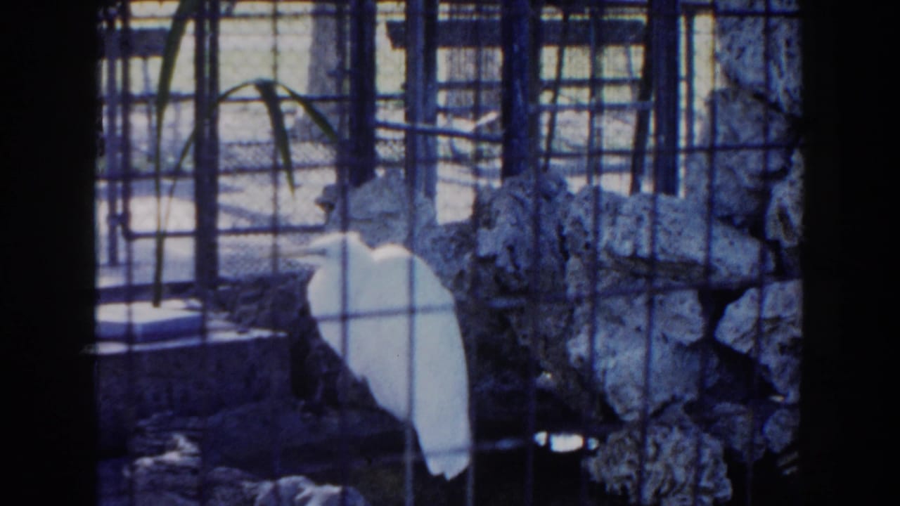 1960 Miami zoo footage shows a white wading bird behind wire mesh beside artificial rocks and shallow water.