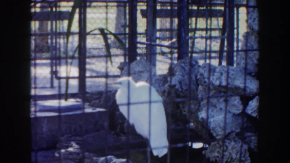 A white wading bird stands near rockwork in a Miami zoo enclosure, softened by mesh and 8mm grain.