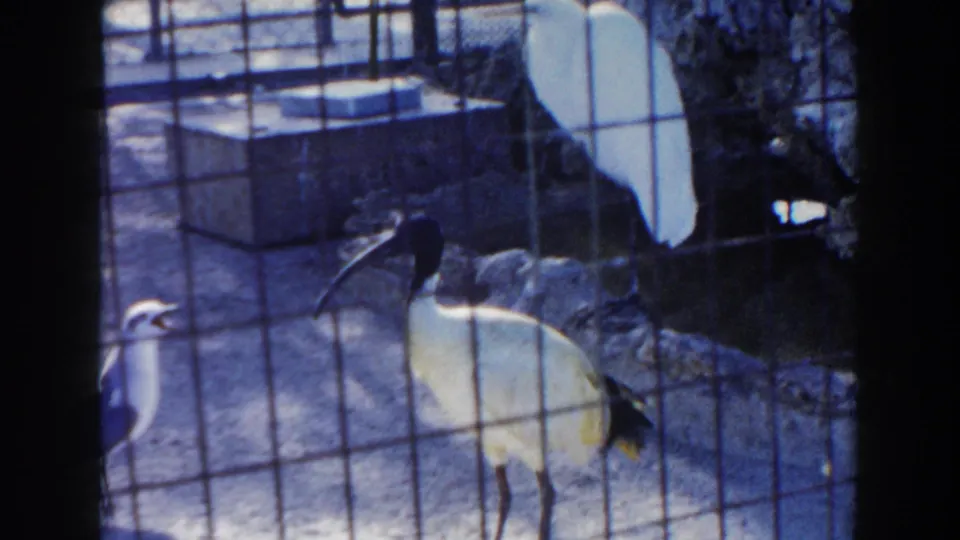 A dark-headed ibis-like bird stands with another pale bird behind mesh in the 1960 Miami zoo scene.