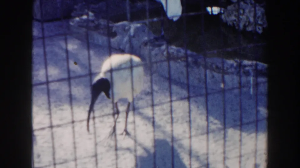 A long-legged bird bends down inside the fenced Miami zoo habitat, with mesh, rocks and shadows visible.