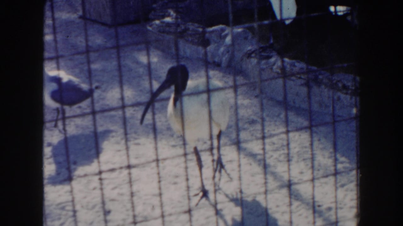 1960 Miami 8mm frame showing a white ibis with a long curved beak behind wire mesh in a zoo enclosure.