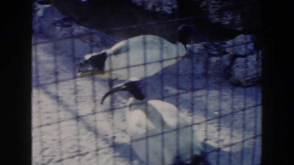 1960 Miami 8mm frame with white ibises seen through wire mesh near rocks inside a zoo enclosure.