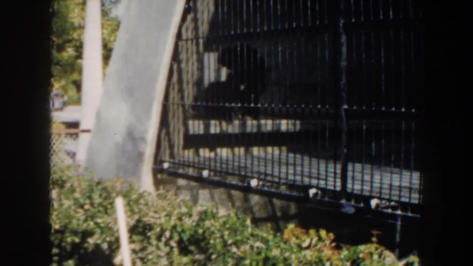 1960 Miami 8mm frame showing a wider visitor view of a metal-barred zoo enclosure bordered by shrubs and trees.