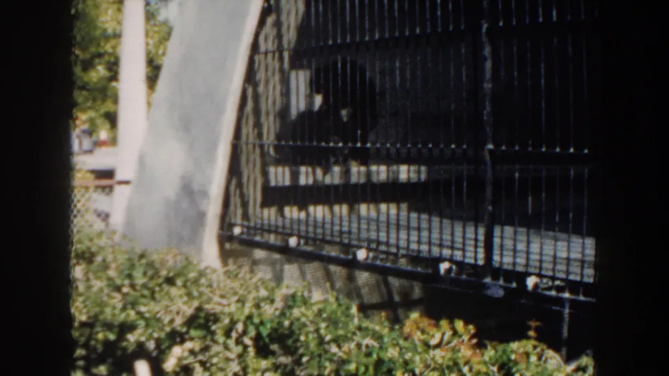1960 Miami zoo home-movie frame showing a dark primate inside a barred enclosure with concrete supports and greenery.