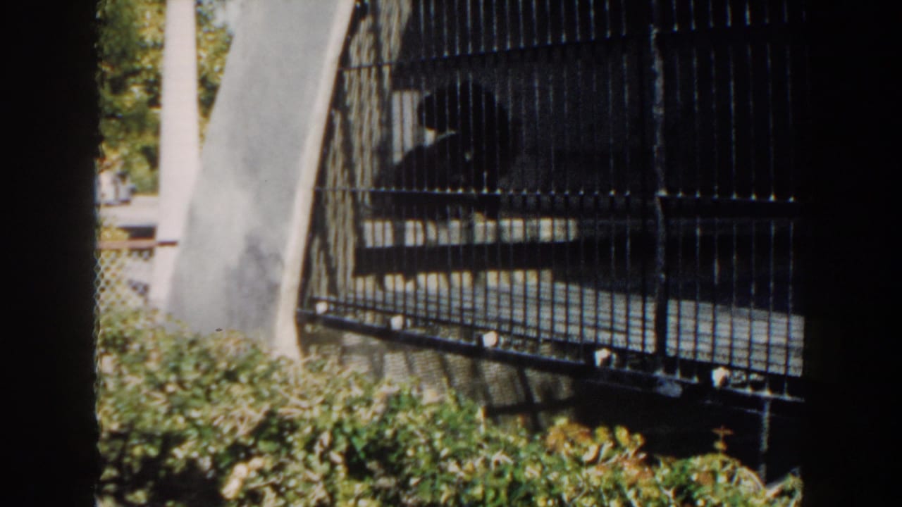 Primate remains inside a barred enclosure with foliage and concrete visible around it.
