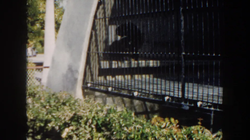 Vintage 8mm frame from Miami showing the primate partly obscured by cage bars, with shrubs and concrete enclosure elements.