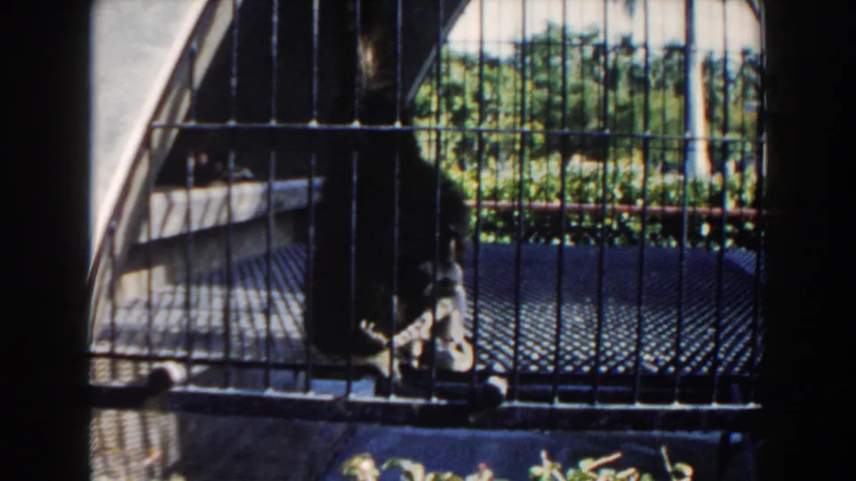 Miami zoo 8mm frame emphasizing the metal cage front, concrete base, and green foliage around the primate enclosure.
