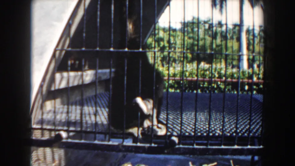1960 Miami home-movie frame of a sloth resting inside a barred outdoor cage with palm greenery visible behind it.