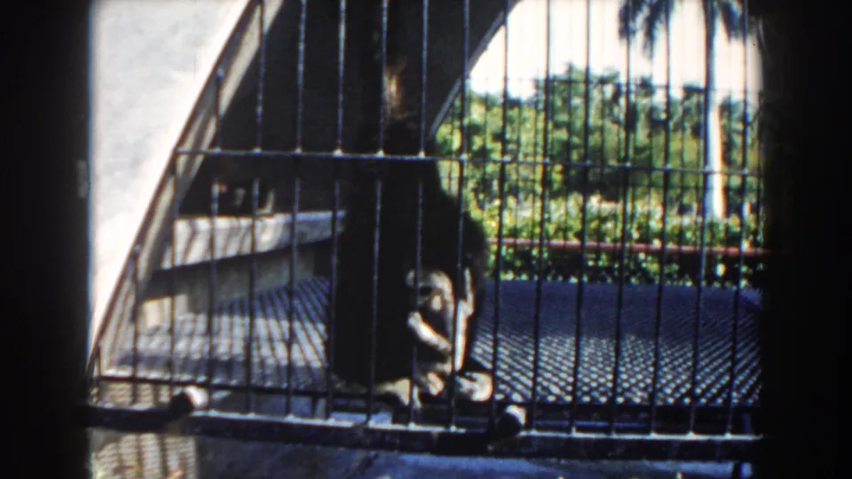 1960 Miami frame showing a sloth shifting near the side of a barred outdoor cage with tropical foliage beyond.