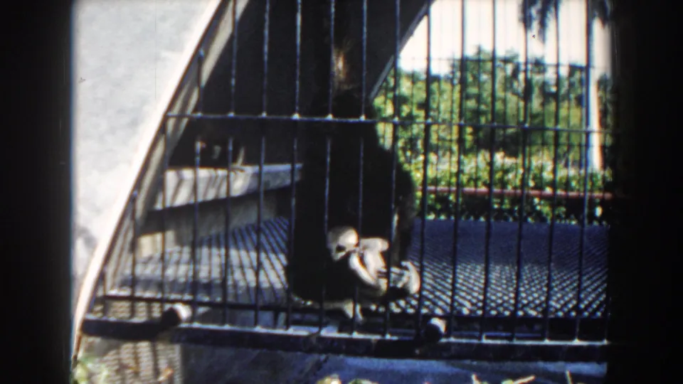 1960 Miami home-movie still of a sloth sitting forward inside a metal cage with sunlit foliage behind the bars.