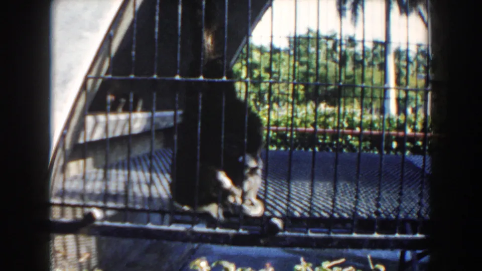 1960 Miami frame of a sloth curled near the front of a barred outdoor cage, with tropical foliage visible beyond.