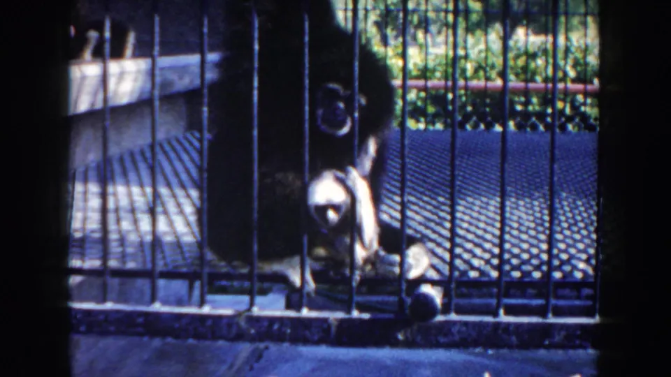 1960 Miami zoo home-movie frame showing a seated gorilla and small monkey behind metal bars on a mesh enclosure floor.