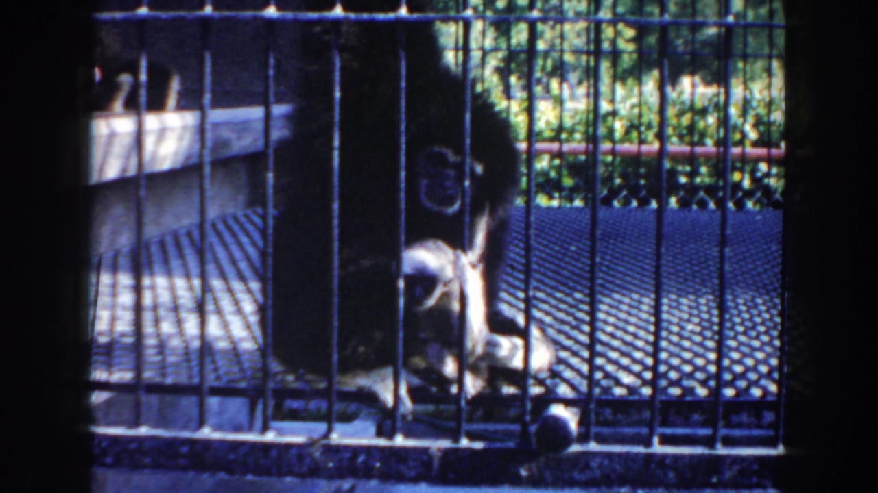 Small monkey near a seated gorilla inside a barred enclosure.