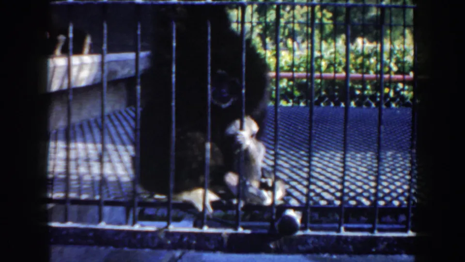 1960 home-movie frame from Miami showing a small monkey upright near a gorilla in a metal-barred zoo enclosure.