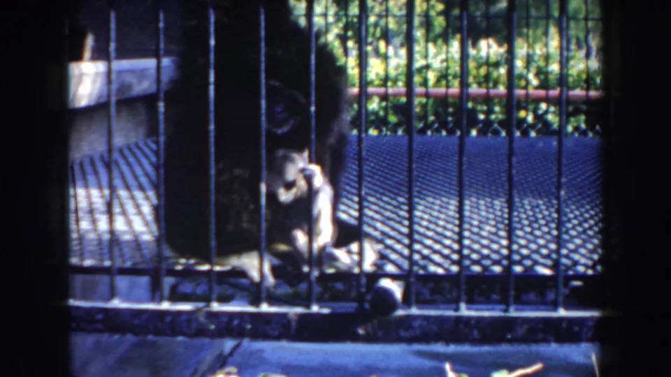 A small monkey faces forward near the seated gorilla in a Miami zoo cage, seen through soft 8mm color footage.