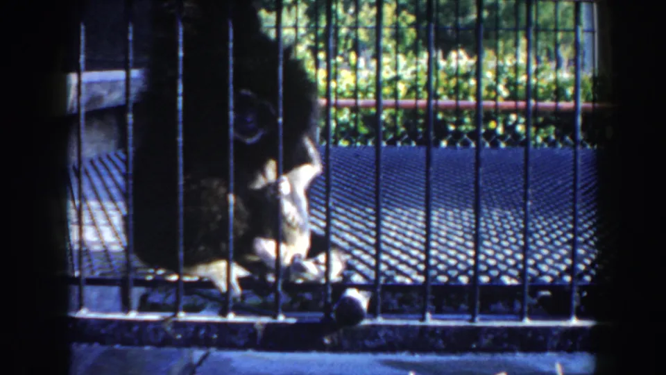 Small monkey inside a barred enclosure in Miami 1960 home-movie footage, with bright foliage visible beyond the cage.
