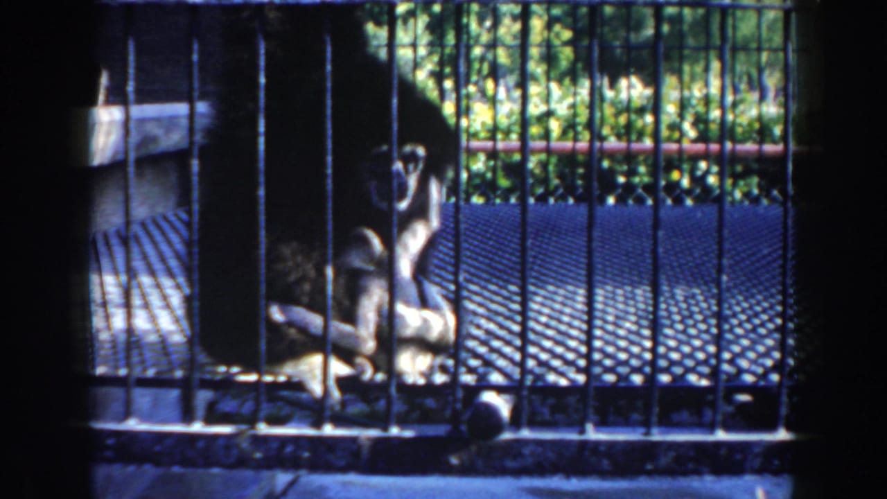 Monkey seated behind cage bars on a perforated metal floor.
