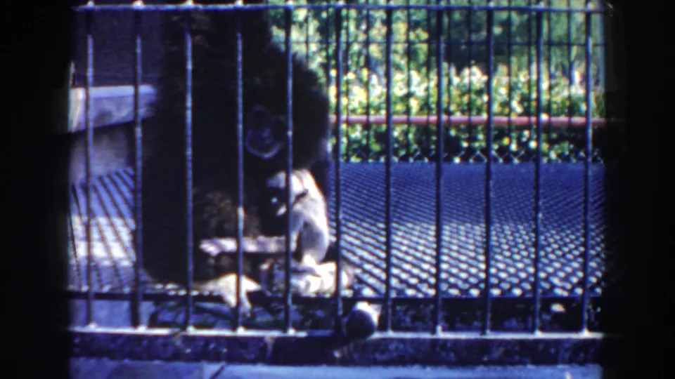 Small monkey behind cage bars in a Miami 1960 home-movie frame, partly obscured by shadow and metal bars.