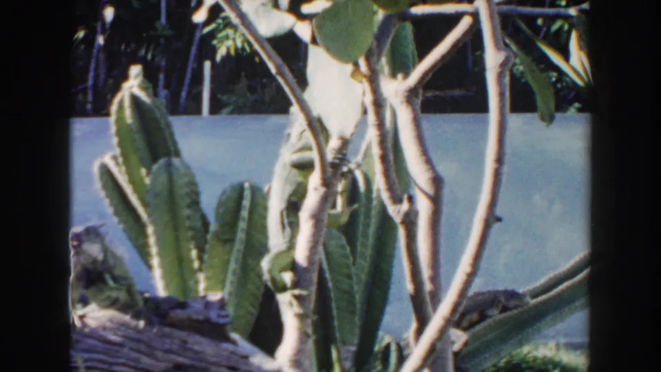 Small lizard perched among cactus and pale branching stems in Miami 1960 home-movie footage.