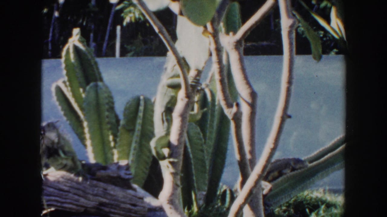 1960 Miami 8mm frame showing a reptile on a weathered log inside a planted enclosure with cactus and leafy branches.