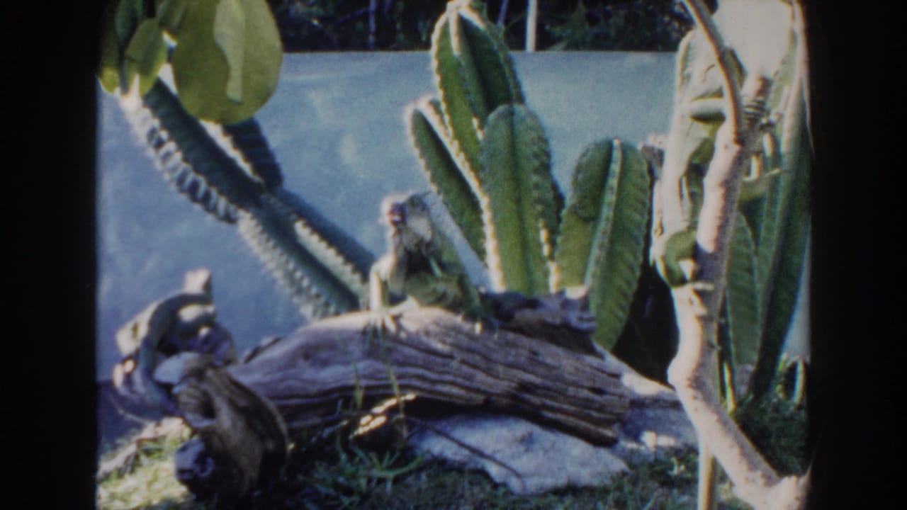 Reptile perched on a log with tall cacti behind it.