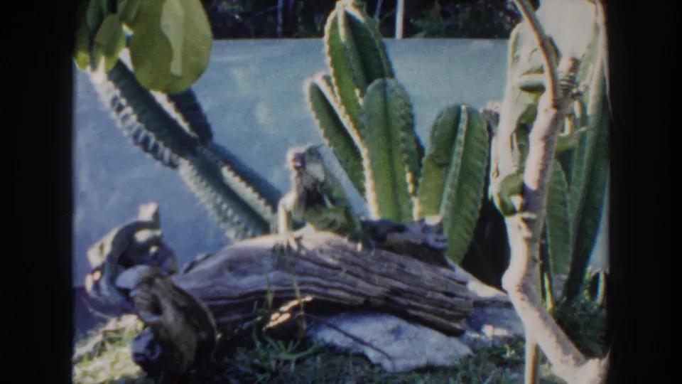 1960 Miami 8mm frame of a greenish reptile sitting on a log, framed by cactus columns and a pale wall.