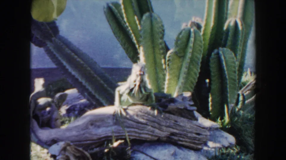 1960 Miami 8mm frame with the reptile partly centered on a log, surrounded by cactus, grass, branches, and bright daylight.