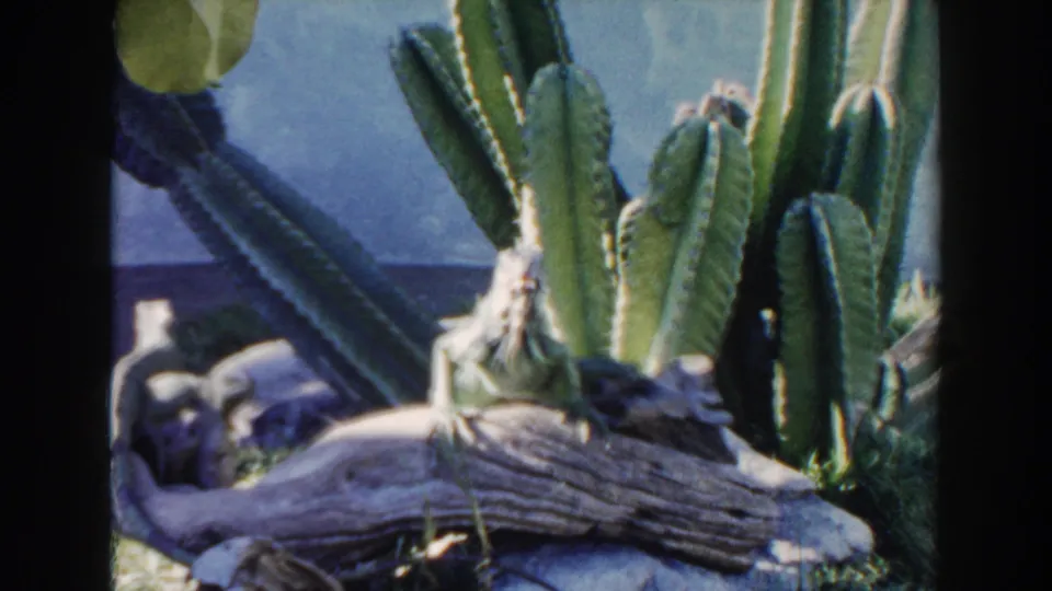 1960 Miami 8mm frame showing a reptile beside a weathered log, with cactus plants, branches, grass, and a pale enclosure wall.