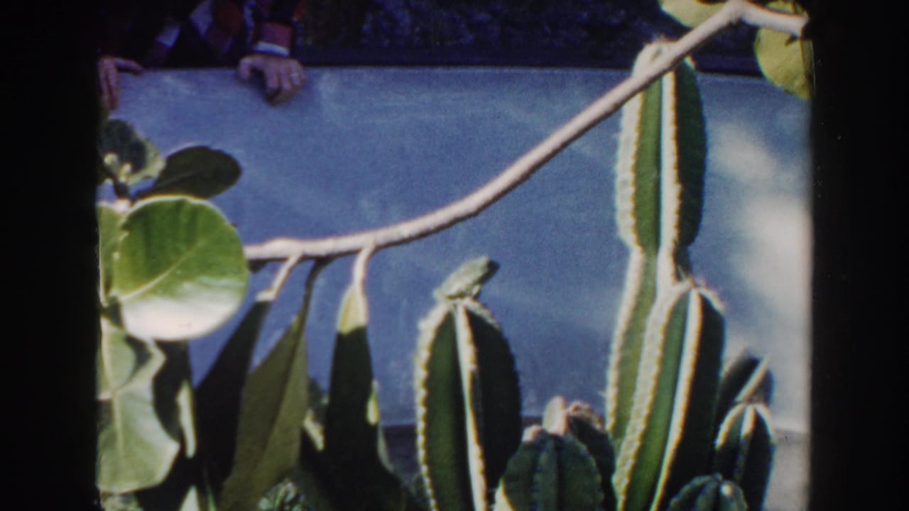 Green lizard perched on a branch among cactus stems and round leaves.