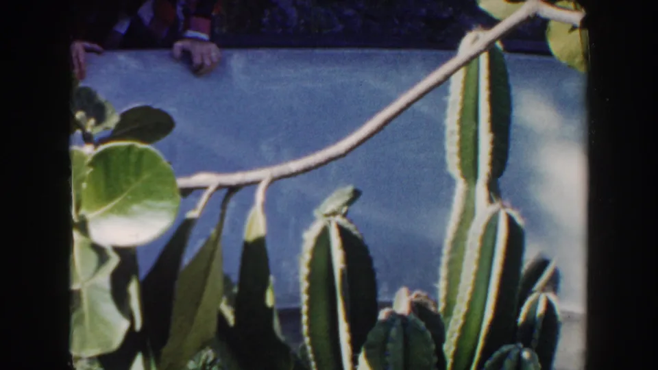 A green lizard rests on a branch among cactus and leafy plants in 1960 Miami home-movie footage, with partial hands visible behind a wall.