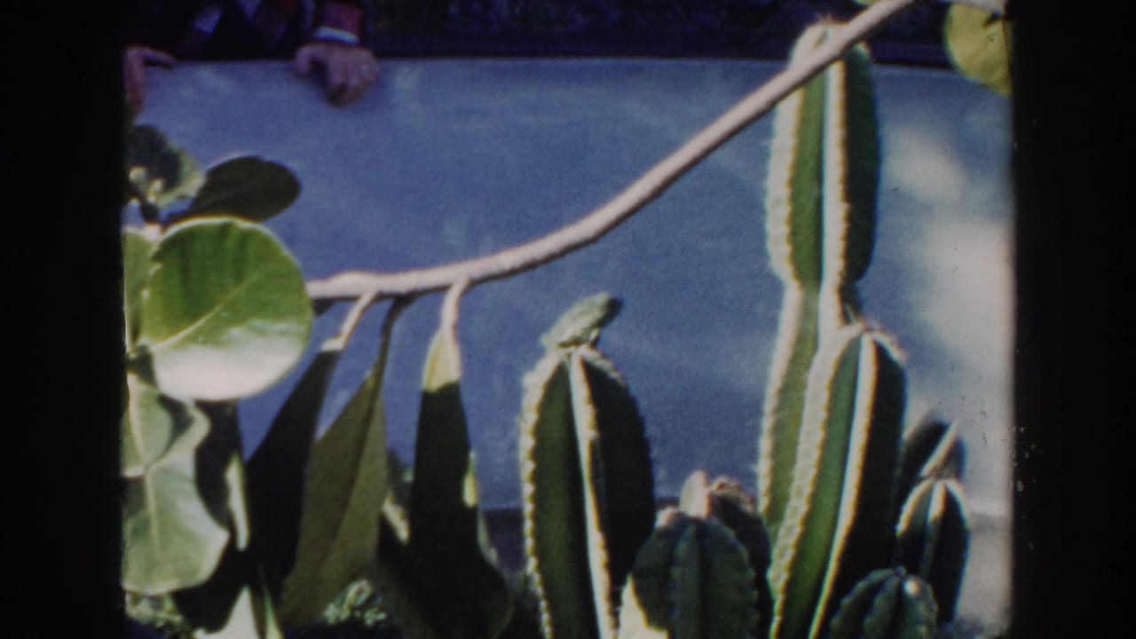 Lizard and cactus plants seen close up with partial hands in the background.