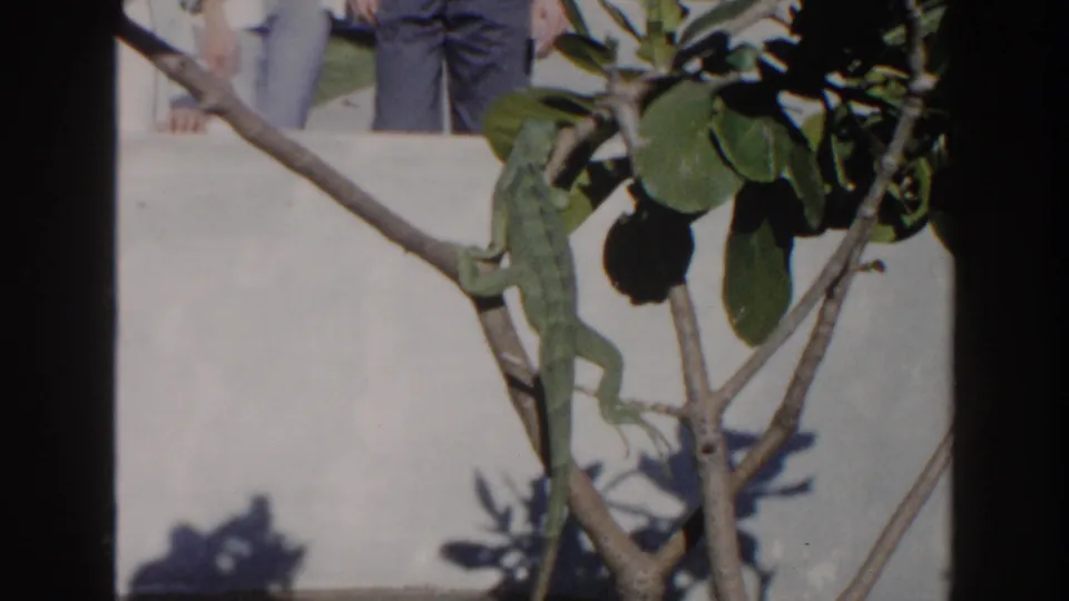 The lizard clings to a branch near glossy leaves and cactus growth, while partial adult legs appear behind a light wall in the 1960 Miami footage.