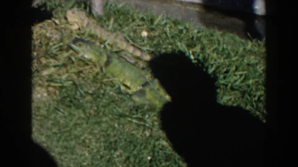 A green lizard is seen on grass near a garden edge, with a large human shadow crossing the frame in the 1960 Miami home-movie shot.
